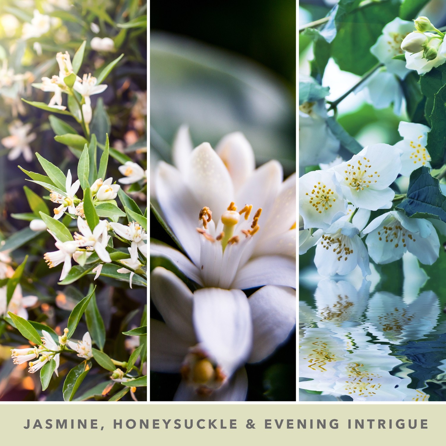 YANKEE CANDLE Jasmin de Minuit