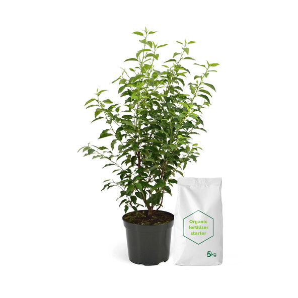 Prunus lusitanica 20er, incl. Dünger