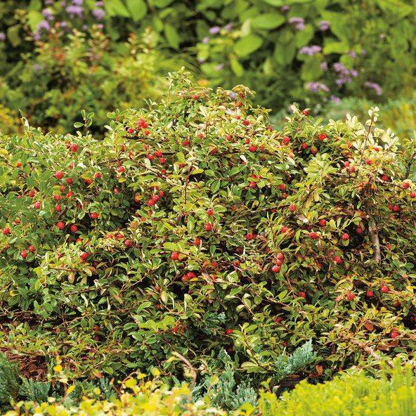 Covor din lemn de stejar Cotoneaster, set de 9