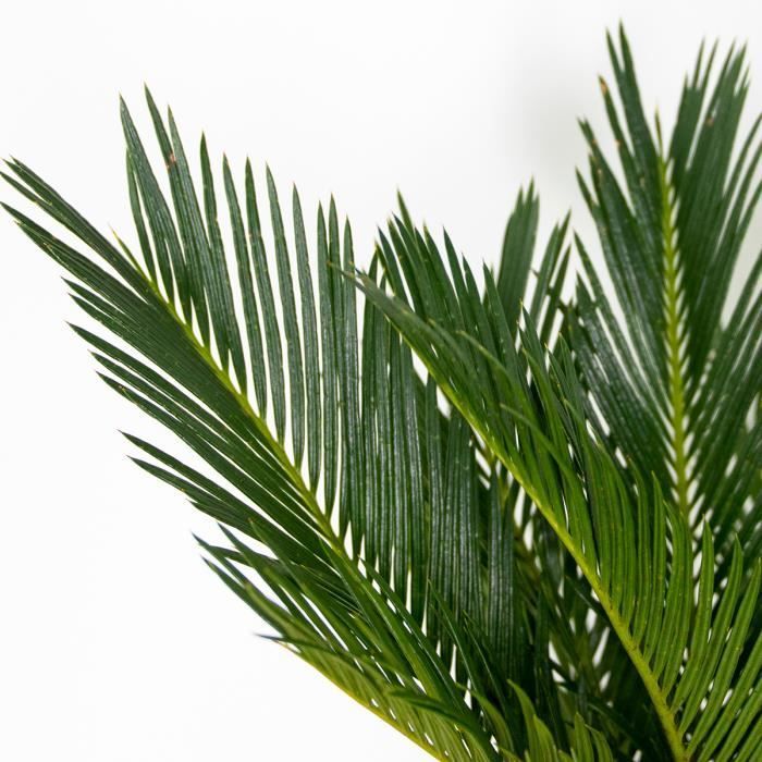 Cycas Revoluta - Palmera de la paz - Palmera - Bajo mantenimiento - Diámetro 12 cm - Altura 30-40 cm