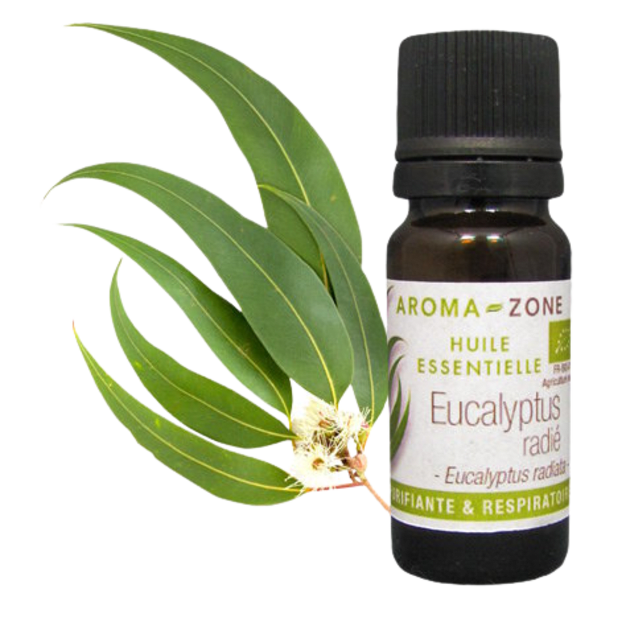 Huile essentielle Eucalyptus radié BIO 10ml