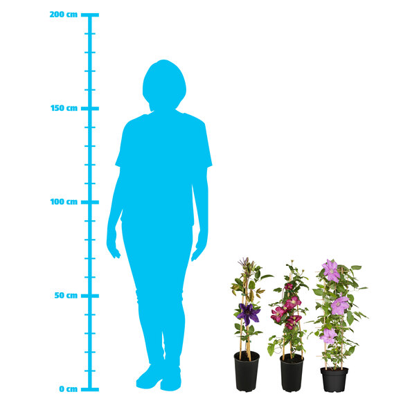 Clematis Waldrebe, set de 3