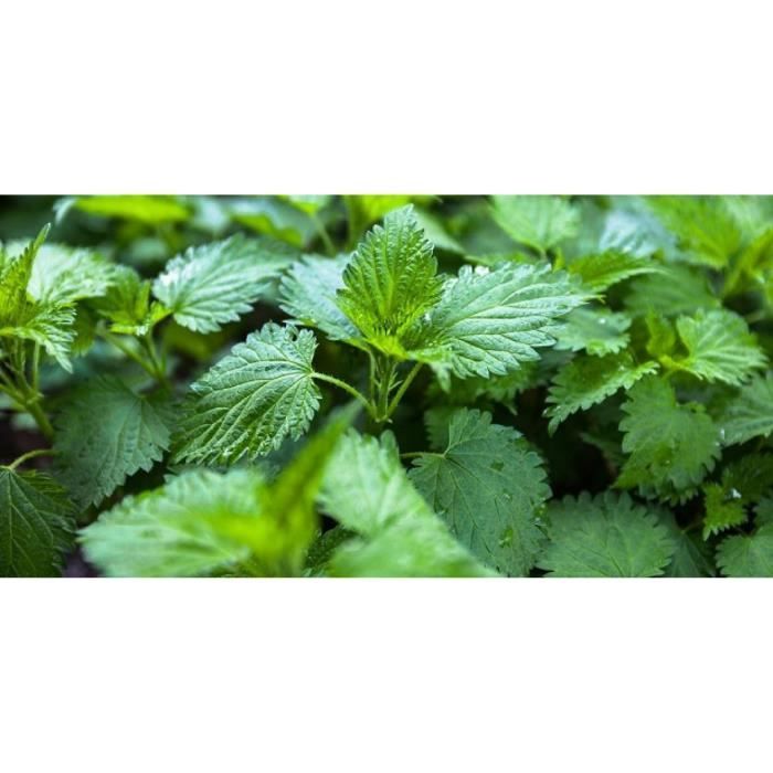 1000 semillas de ortiga silvestre - Planta compañera para huertos - Método orgánico