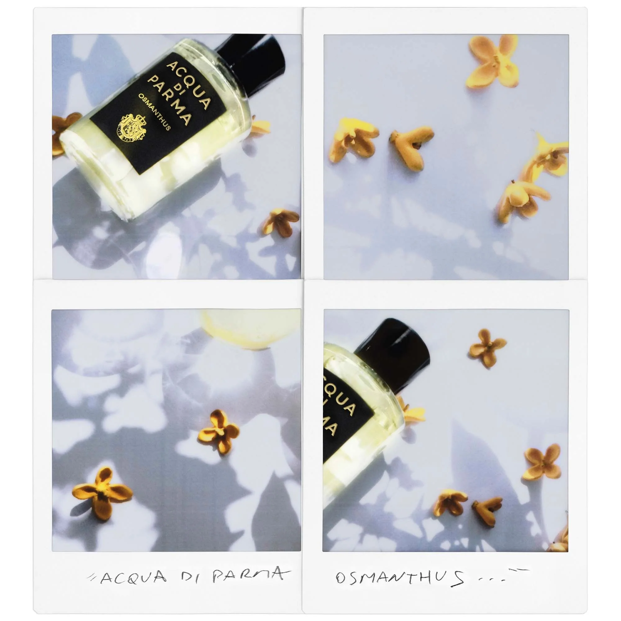 Signatures of the Sun Osmanthus - Eau de Parfum Unisex, Eau de Parfum