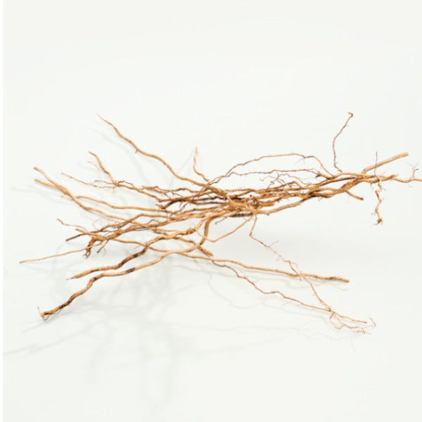 CK Svi