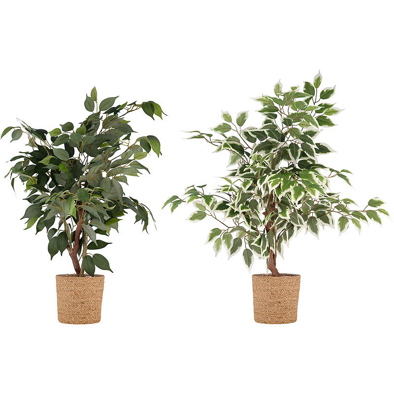 Kunstplant van de Ficus 76 cm