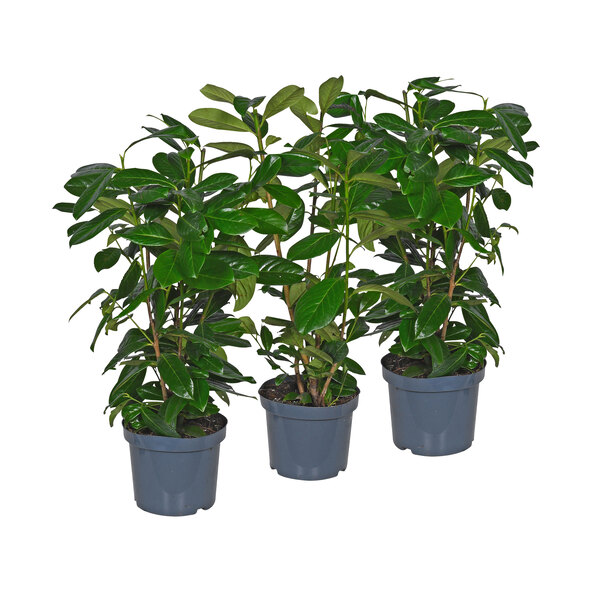 Kirschlorbeer Caucasica, 3-delige set