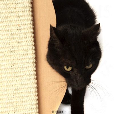 Trixie Katzenförmiges Kratzbrett