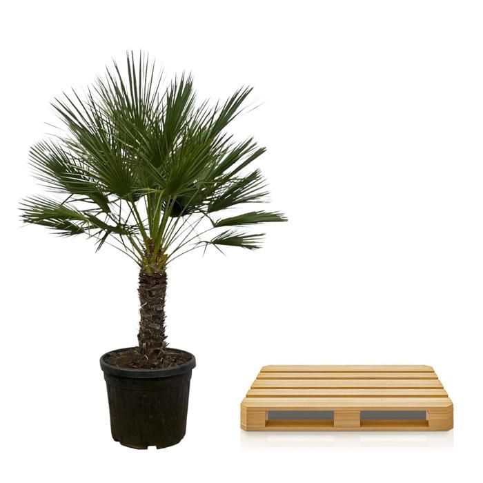 Chamaerops humilis op stam in a 45cm diameter pot. A green plant, Chamaerops humilis op stam type, delivered in a pot, ideal for bright indoors