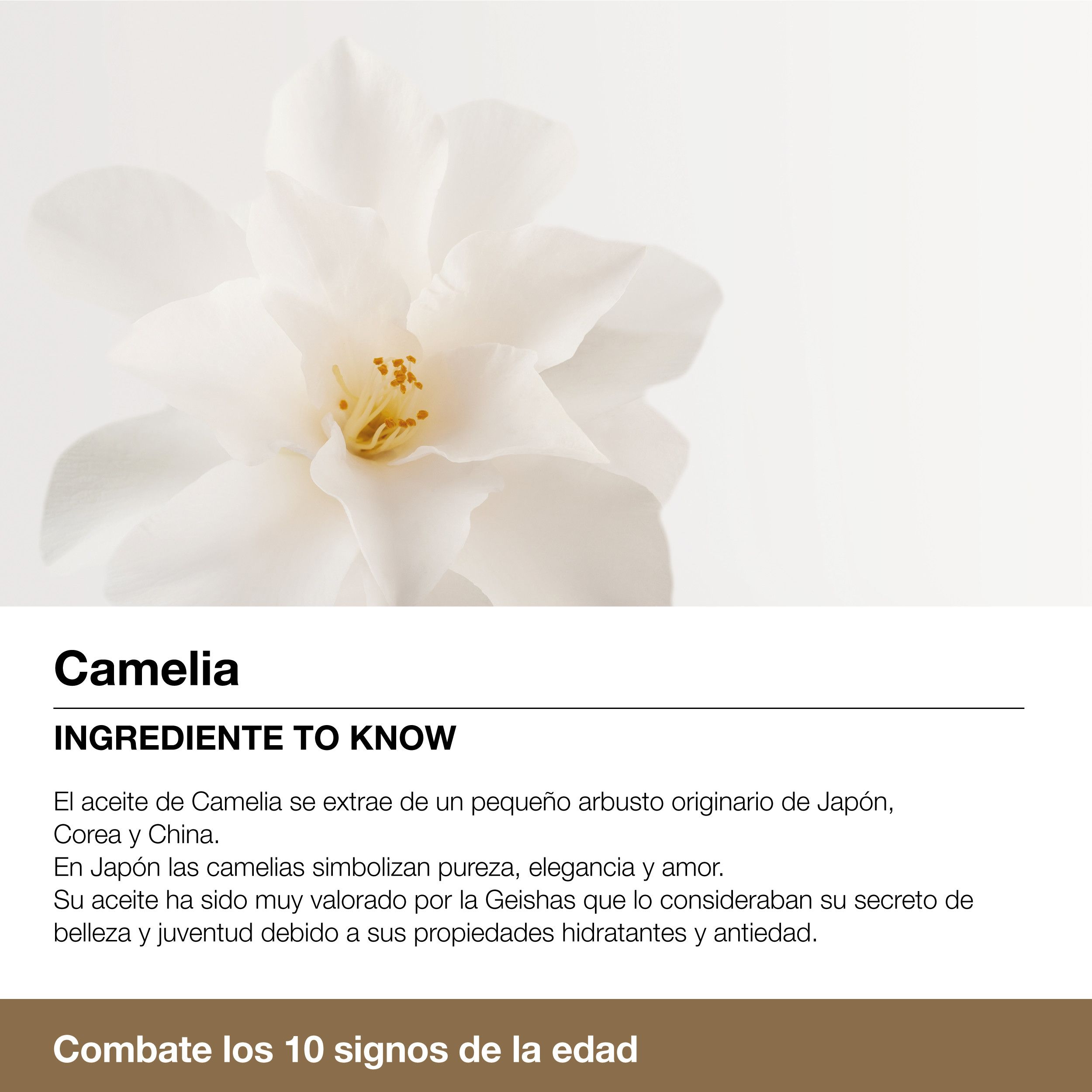 Splendor 10 Night Anti-Wrinkle Cream Креме против бора и старења