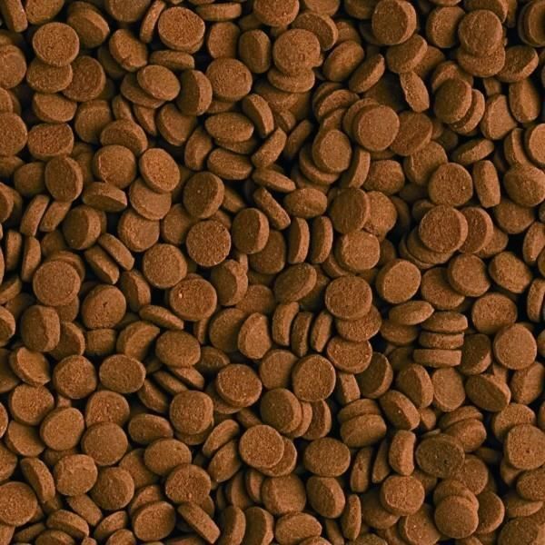 Fischfutter – Tropisch – Tropischer Fleischfresser 1L – Proteinreich – Für große Fleischfresser – 1L