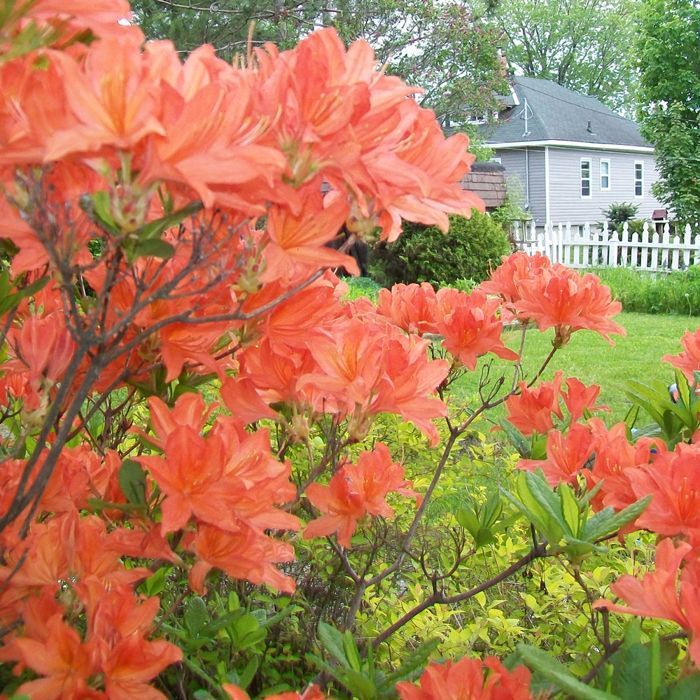 Azalée Orange GardenersDream (1 pièce) - Plante Arbuste Rhododendron Japonais - Azalee du Japon Persistante Robuste