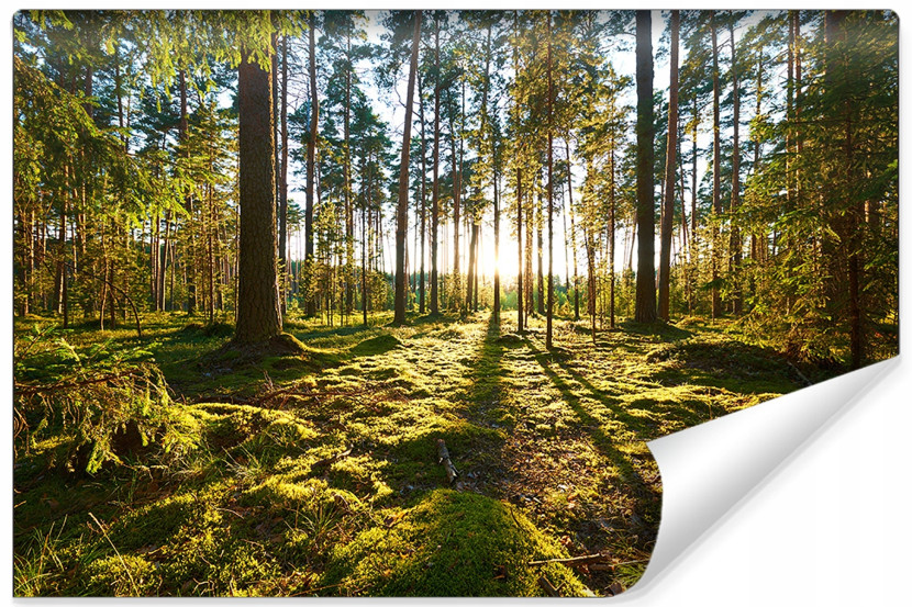 Fototapeta Zachód Słońca w Lesie 90x60cm