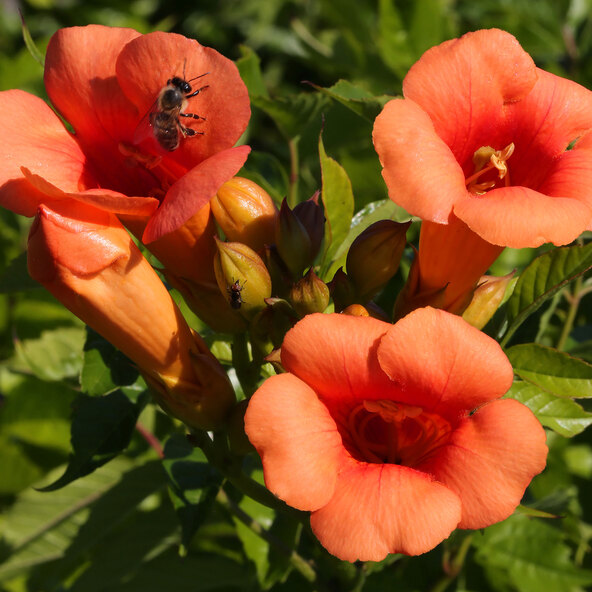 Klettertrompete „Orange Girls“, 2er-set