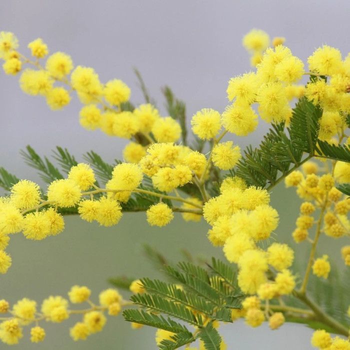 Wintermimosa Le Gaulois