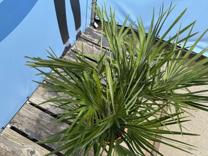 Palmera de abanico europea - Planta - Árbol de hoja perenne - Palmera - 80 cm de altura con maceta - Árbol - Arbusto