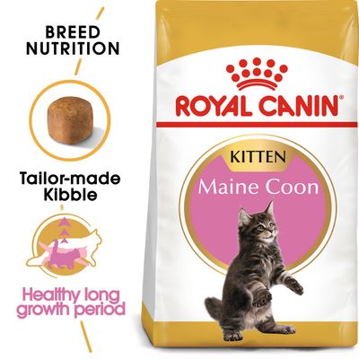 Chatons Maine Coon Royal Canin