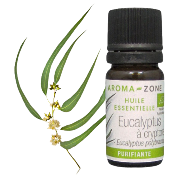 Huile essentielle Eucalyptus à cryptone BIO