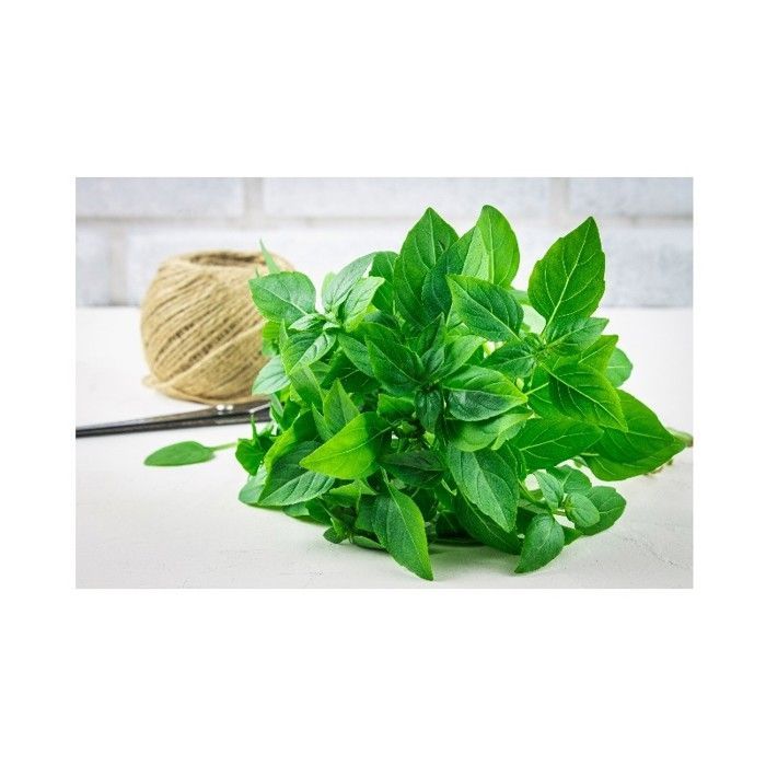 Seed - Lemon Basil
