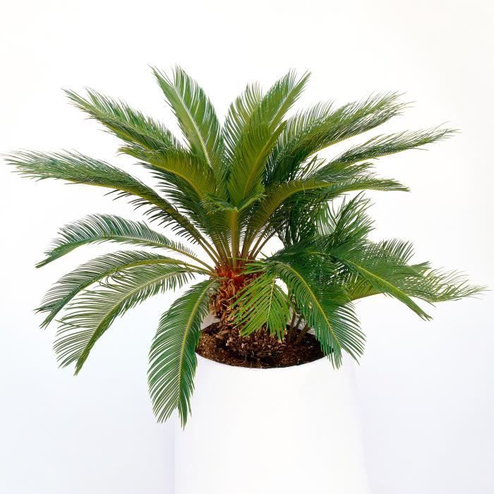 Cycas Revoluta Vivace - Sagoutier | Plante pour la Maison ou le Bureau (de 30 à 40 cm Pot inclus)