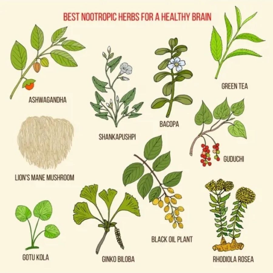 Ashwagandha de Kenay KSM-66