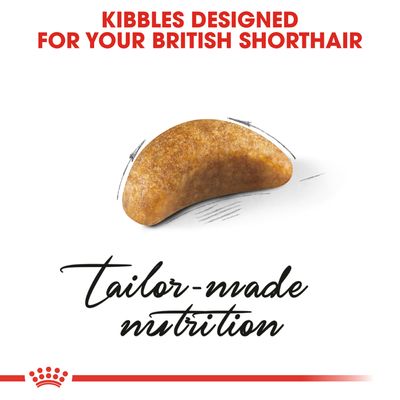 Royal Canin Brytyjski krótkowłosy kociak