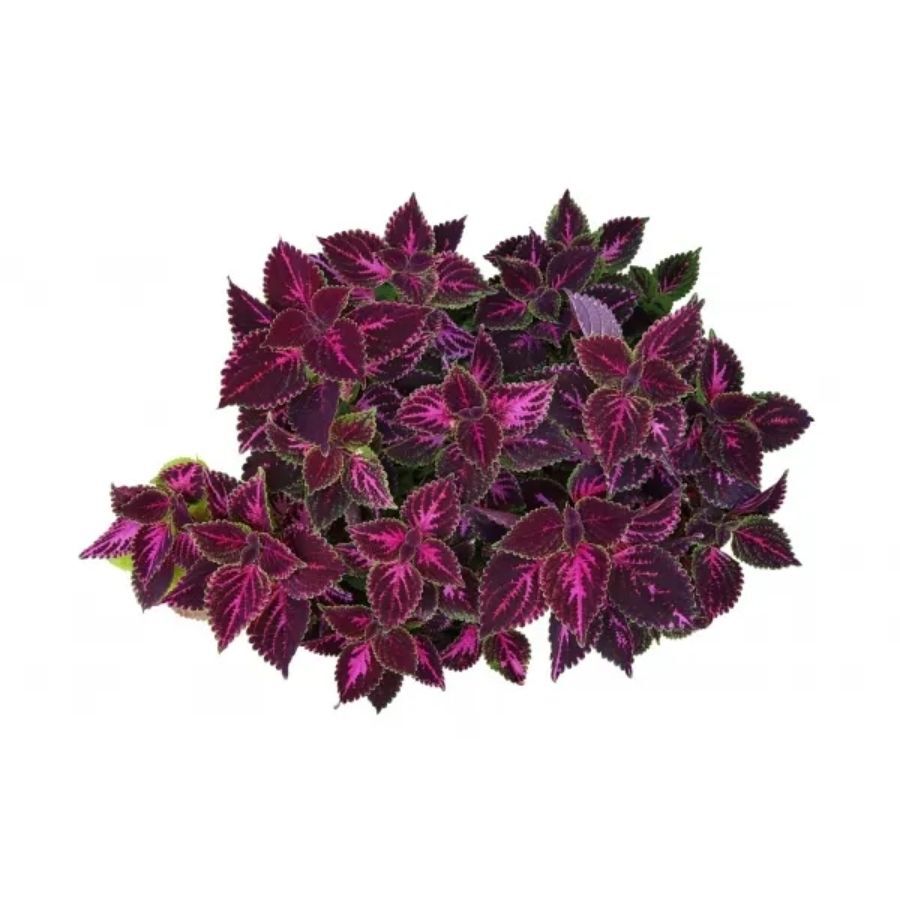 Kenay Indian Lime Forslean 20 %