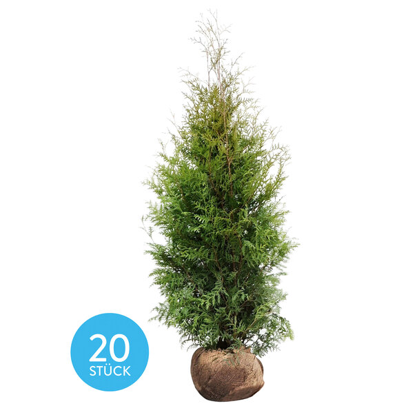 Thuja Brabant, συσκευασία 20 τεμαχίων + λίπασμα