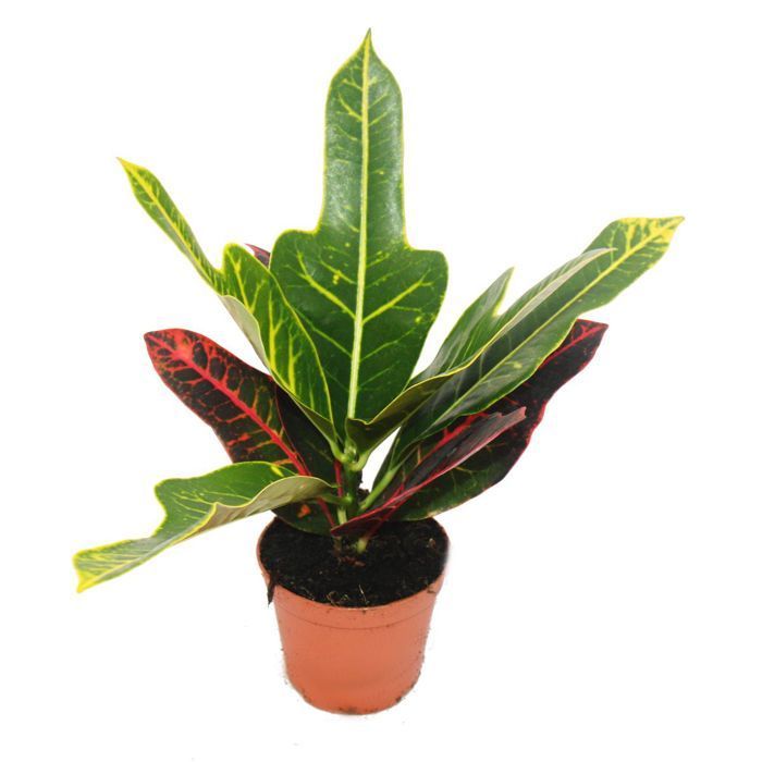 Grand ensemble de 5 plantes d'intérieur - 9cm