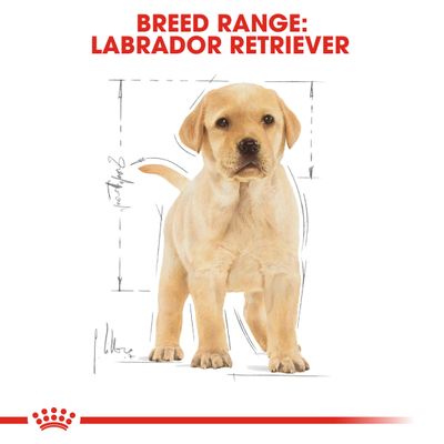 Royal Canin Labrador Retriever Welpe