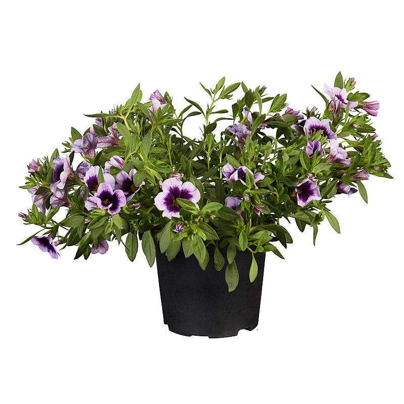 Super Petunia P12 Calibrachoa
