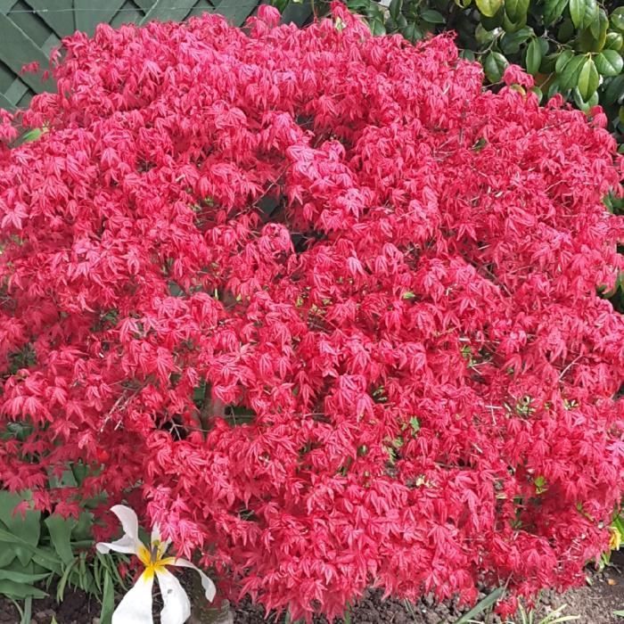 Acer palmatum 