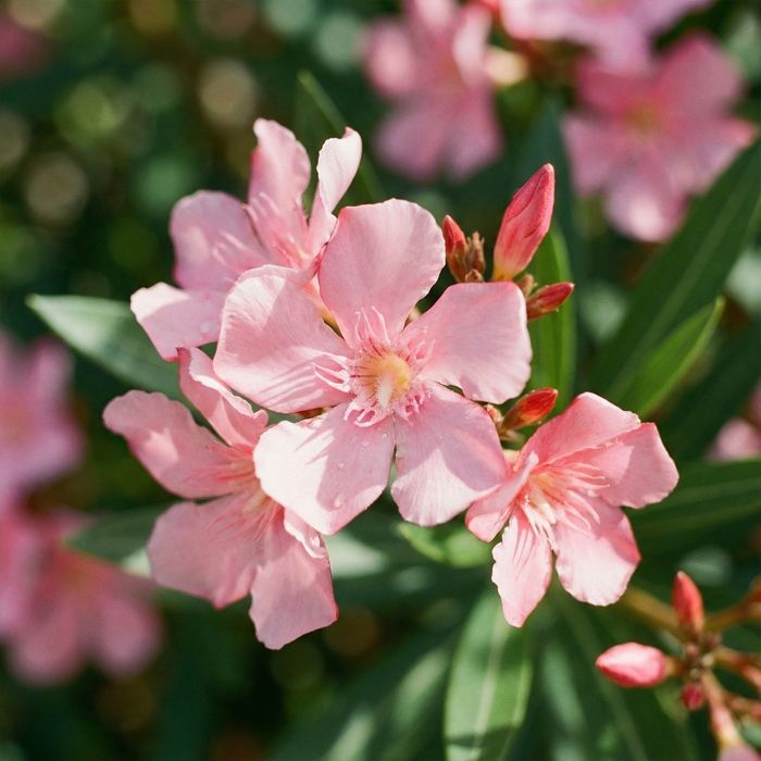 Oleander (Nerium oleander) – Rosa Blüten – Höhe 80–100 cm