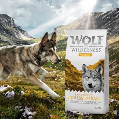 Wolf of Wilderness 