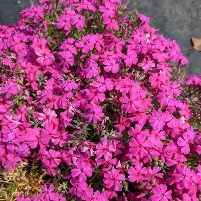 Phlox 4 Mix Rose, Violet, Blanc (Pot de 9cm) - Vivace colorée pour jardin - Bordures & Contenants