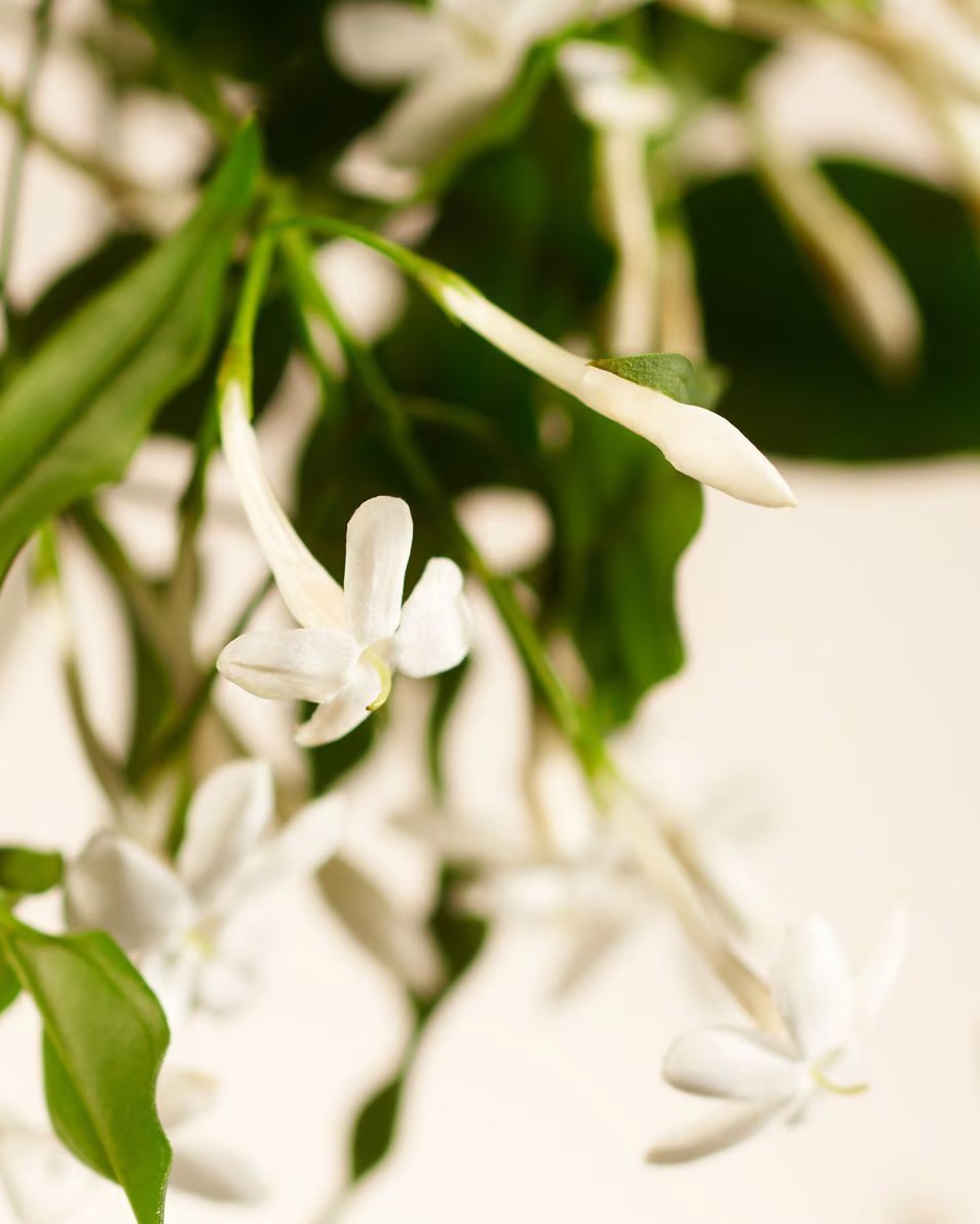RITUALS Ιδιωτική Συλλογή Sweet Jasmine Άρωμα Σπιτιού