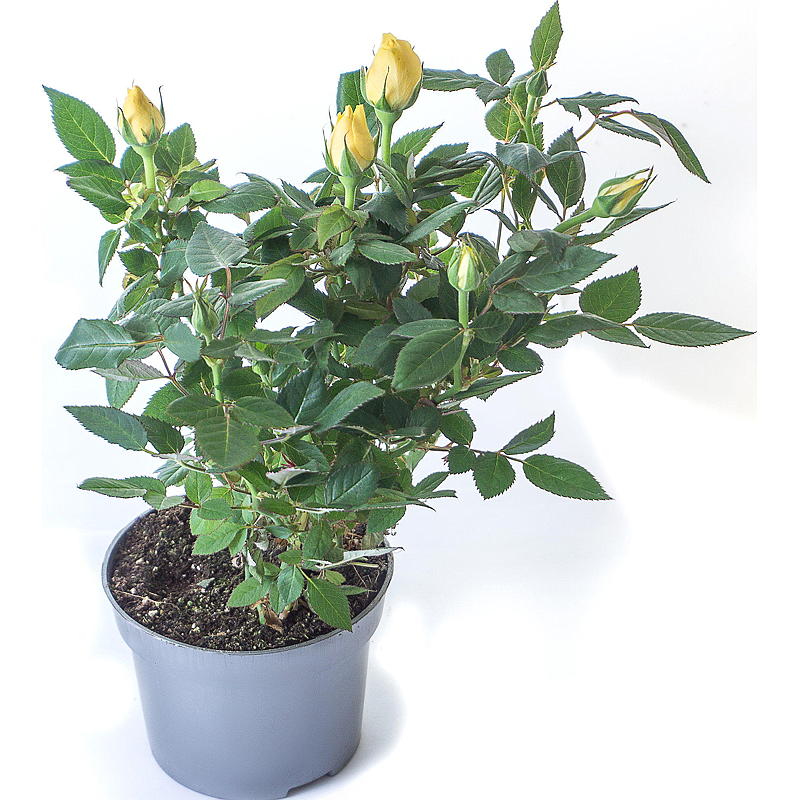 Gartenrosenmischung P21