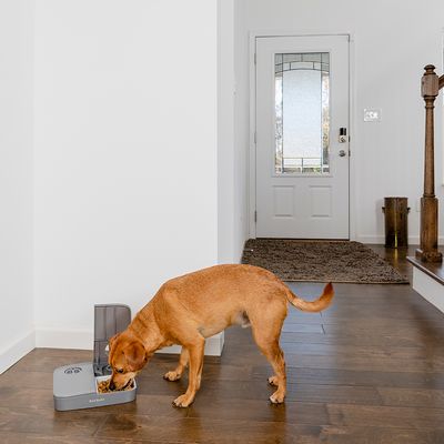 PetSafe® Automatischer Futterautomat für 2 Mahlzeiten – 20 % Rabatt!*