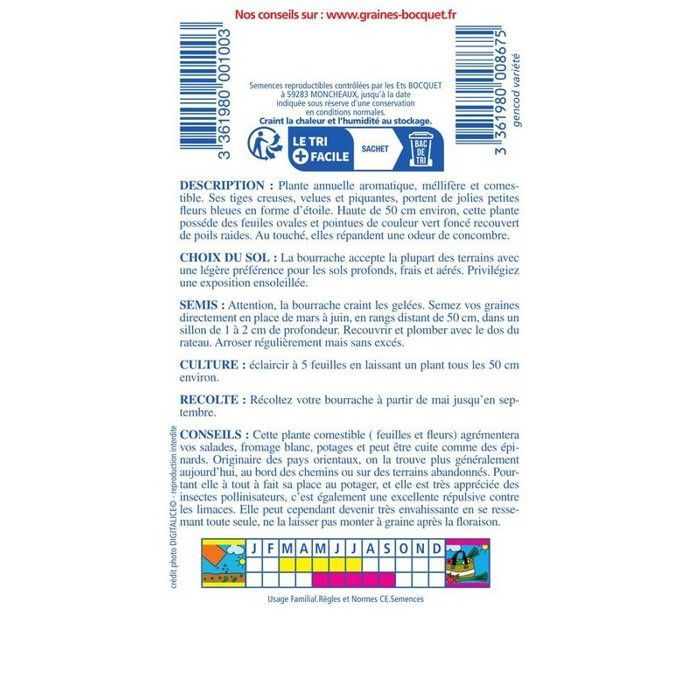 Graine - Semence - Bourrache Officinale