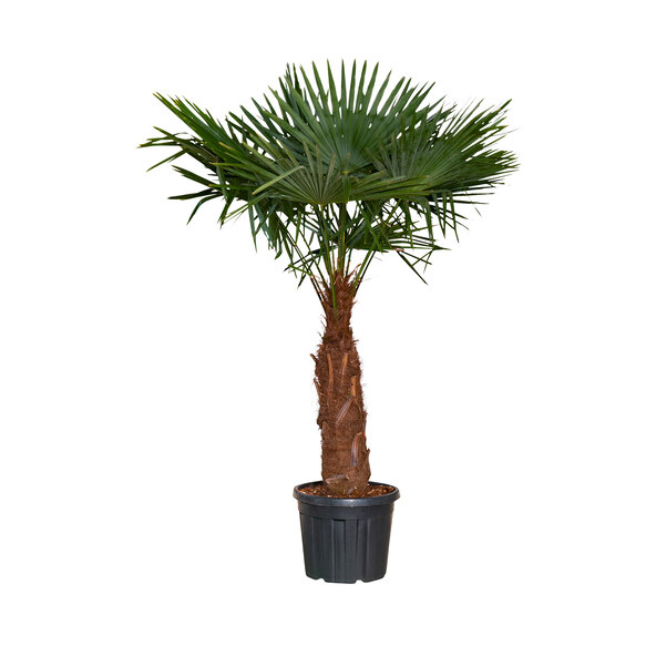 Κινέζικη κάνναβη Palm XXL