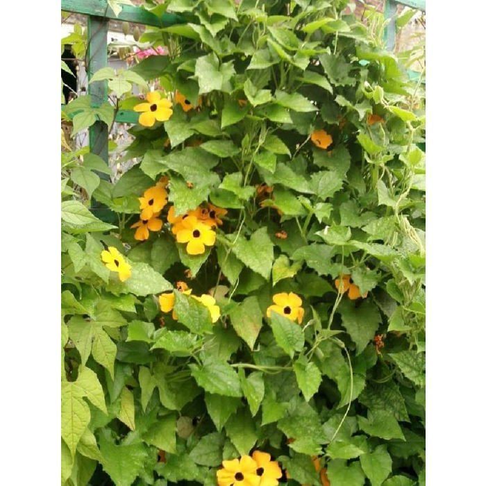 Graine - Semence - Thunbergia alata ou Suzanne aux yeux noirs variée