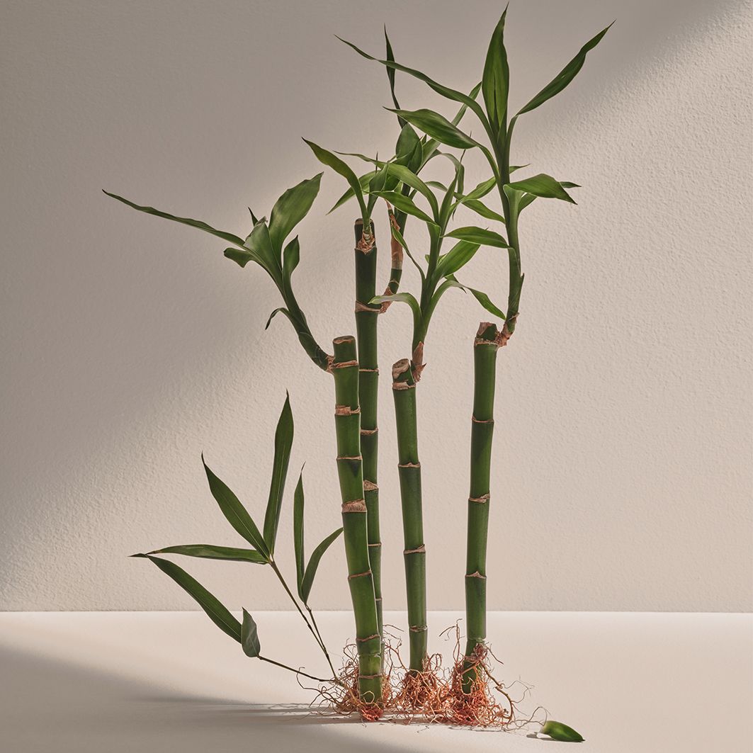 Bamboo Eau de Parfum Parfemi za muškarce