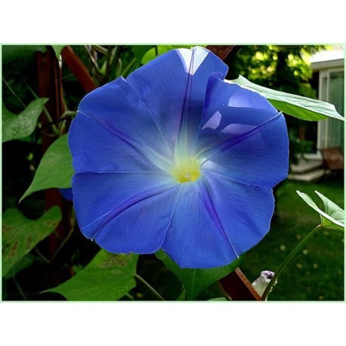 40 Blue Morning Glory Seeds - climbing flowers for vegetable gardens - organic method