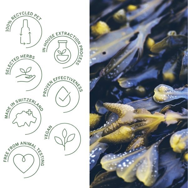 Tratamiento desengrasante para el cuero cabelludo Rausch con algas marinas 150 ml