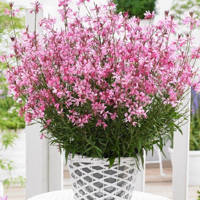 Gaura Sel® Belleza Rosa Oscuro