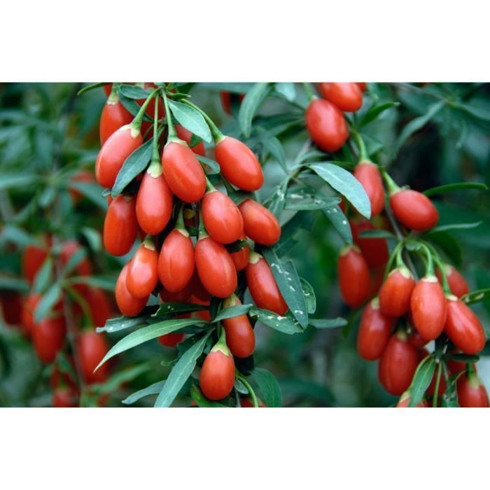 100 semillas de goji - planta perenne - hortaliza frutal - método orgánico