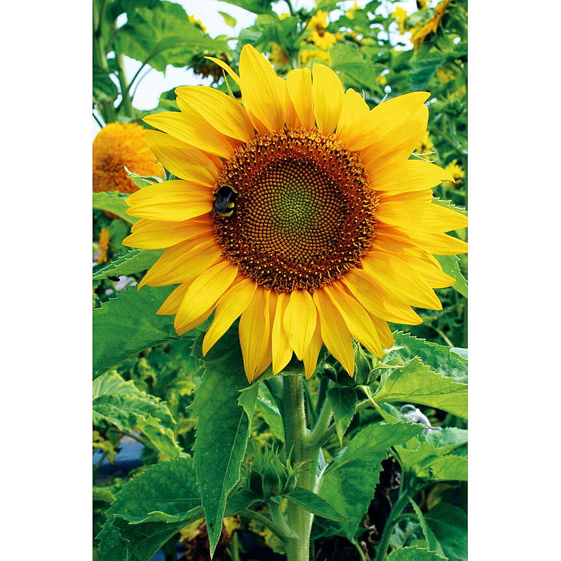 Bolsa de cultivo de flores, semillas de girasol, flor