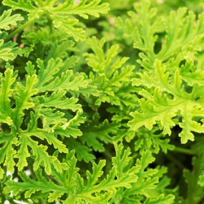 3x Pelargonium Graveolens – Geranio limón – Repelente de mosquitos – Perfumado – D10,5 cm - H15-20 cm