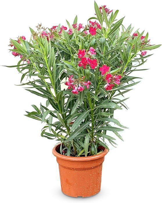 Árvore-de-leandro vermelha ensolarada - Nerium Oleander 80-100 cm - Árvore perene