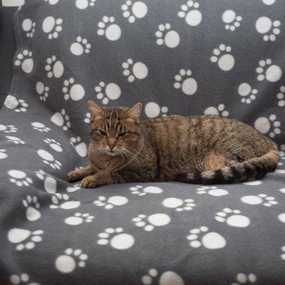 Coperta in pile Pawty